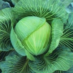 Cabbage Kilaton